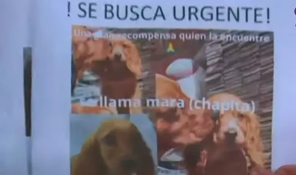 Joven mesera renuncia a su trabajo para buscar a su perrita perdida en SJM: “Se ha ido una parte de mi vida”