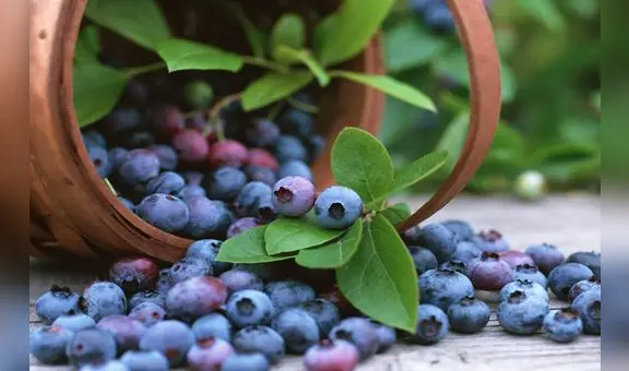 Mincetur: Perú cerraría exportaciones con un crecimiento de 4% este 2024