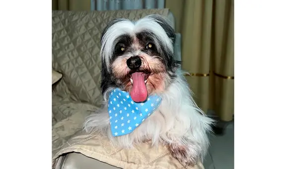 ¡Busquemos a Fito! Piden apoyo para encontrar a perrito desaparecido en San Juan de Lurigancho