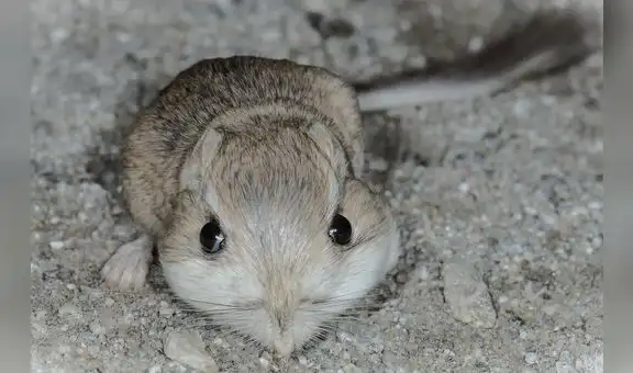 La GRAN INICIATIVA de Gavin Newsom para salvar a un animal en peligro de extinción en California