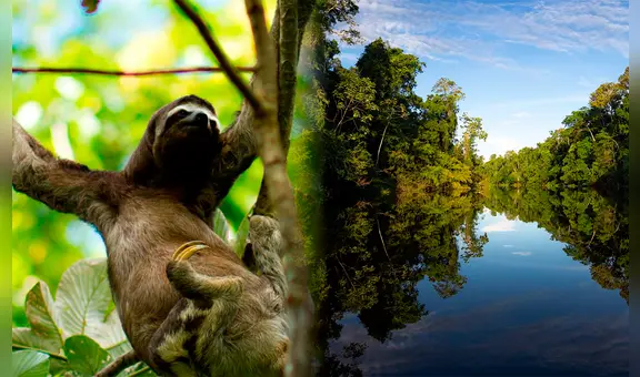 Liberan a osos perezosos víctimas de tenencia ilegal en Iquitos: eran usados como atractivo turístico