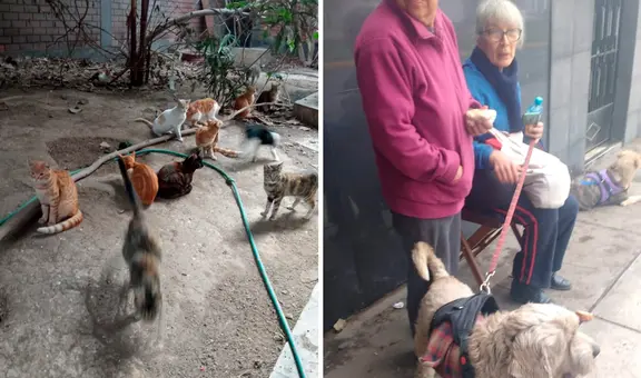 Desalojan a adulta mayor rescatista de más de 40 gatitos de su vivienda en San Juan de Lurigancho