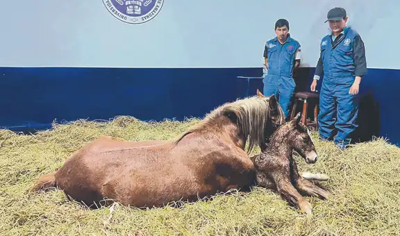 Logran clon del caballo de paso y solo es el inicio