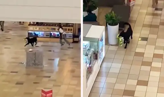 Perrito se roba peluche de tienda y hace correr a vendedora por todo el centro comercial