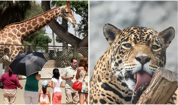 Entradas GRATIS al Parque de las Leyendas por Santa Rosa de Lima este feriado 30 de agosto