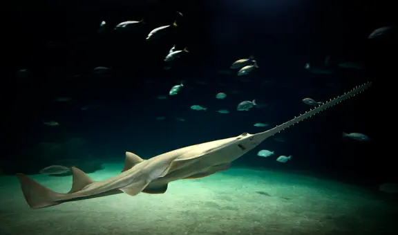 El EXTRAÑO pez que se creía extinto por 16 años, reaparece en Florida: guarda un vínculo con los tiburones