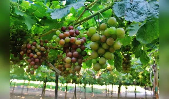 TLC con India e Indonesia permitirá que productos peruanos lleguen a los cuatro mercados más poblados del mundo