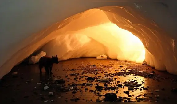 Científicos descubren especie animal congelada desde hace más de 44.000 años en perfecto estado