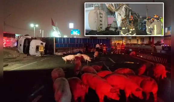 Tránsito restringido en Panamericana Sur tras choque de tráiler de cerdos con camión cisterna que dejó 2 heridos