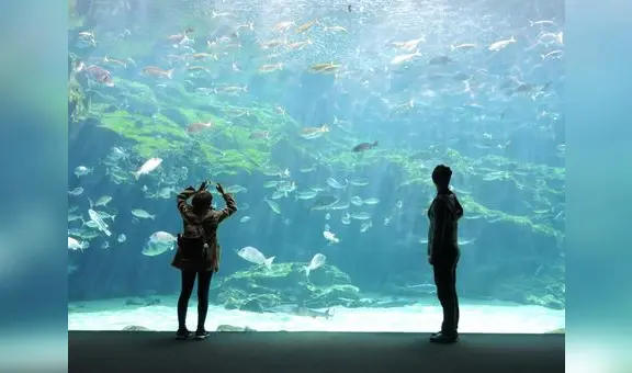 El acuario más grande de América Latina: alberga más de 300 especies marinas y se recarga con agua del mar