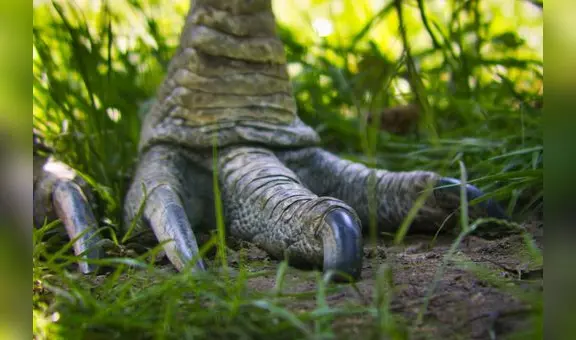 Esta es el ave más peligrosa del mundo: es el pariente más directo de los dinosaurios y se ha reproducido en cautiverio