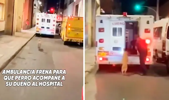 Perrito corre tras ambulancia que lleva a su dueño al hospital, chofer frena y lo suben a vehículo: “Amigo fiel”