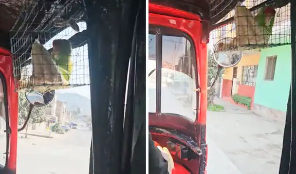 Mototaxista en Perú sorprende al llevar a su loro mascota en su vehículo y usuarios bromean: “Es el cobrador”