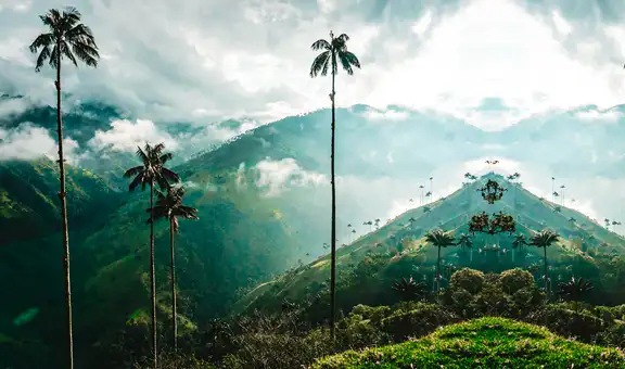 La palmera más alta del mundo está en América Latina: obtuvo un récord Guinness, pero su conservación está en peligro