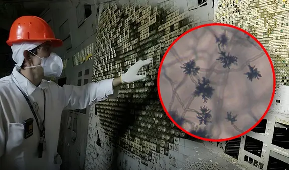 Así es el hongo que absorbe la radiación y la convierte en energía eléctrica: puede costar hasta un billón de dólares