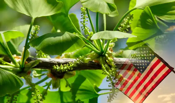 La planta medicinal “inmortal” que fortalece la memoria: se encuentra en Estados Unidos y Sudamérica