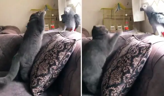 ¡Increíble astucia! Loro imita la voz de su dueño para engañar a un gato y logra salvarse de ataque