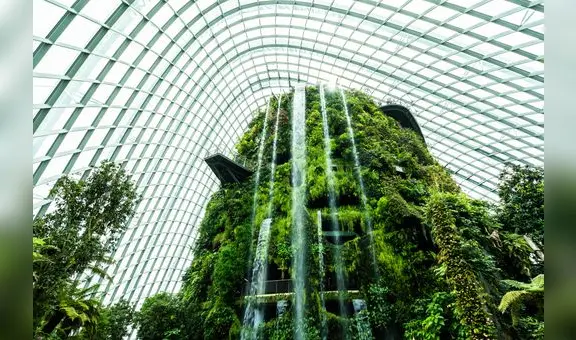 El país de América Latina que creó un 'árbol líquido' para producir oxígeno en la ciudad: es más eficiente que 50 árboles