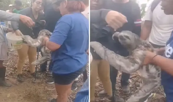 El emotivo rescate de un oso perezoso con quemaduras en un incendio forestal en San Martín
