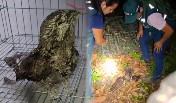 Pequeña ave sobrevive a los incendios forestales en Cajamarca: primeras imágenes del rescate de Serfor