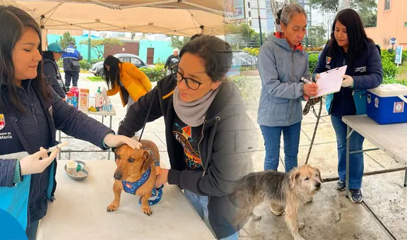 Campaña veterinaria GRATUITA hasta el 20 de septiembre en estos distritos: conoce horario y especialidades