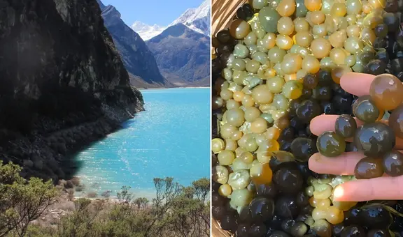 'Caviar de los incas': ¿de qué está hecho el superalimento que previene el cáncer y promueve la salud muscular?