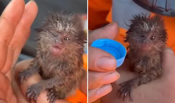 Rescate de cría de mono tití en incendio forestal conmueve a miles: historia es viral