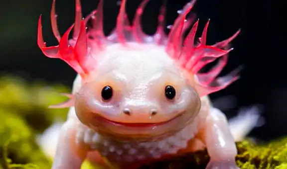 El animal que fue considerado un 'dios' en una cultura de América Latina: regenera extremidades y órganos