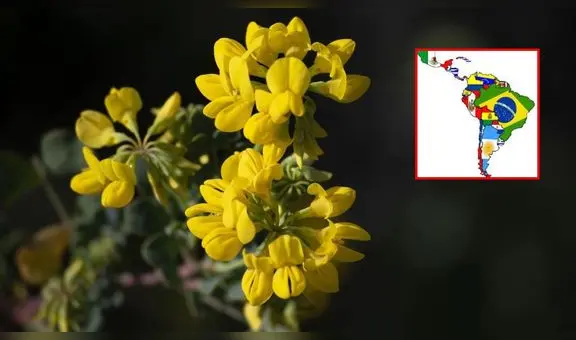 Día de las Flores amarillas: por qué se celebra el 21 de septiembre en Perú, Argentina y más países de Latinoamérica