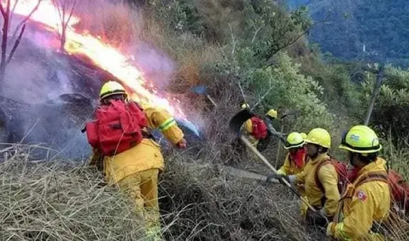 Incendios forestales continúan: ¿qué hacer si encuentras un animal silvestre tras siniestros? Esto dice SERFOR