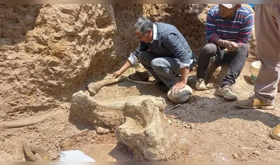 Junín: Descubrimiento de fósiles de mastodonte en Chambará podría ser el más importante del Perú