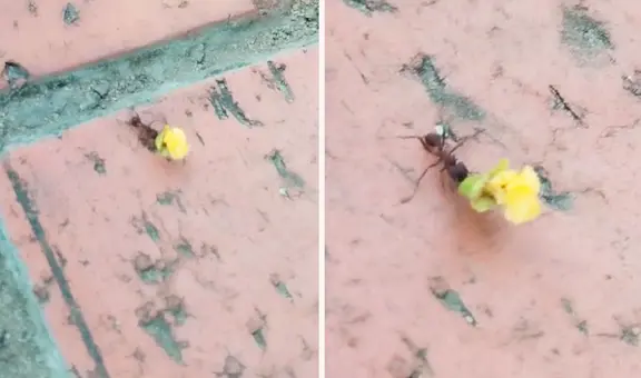 Captan a hormiguita llevando una flor amarilla a su ‘pareja’ y en redes bromean: “A mí ni una manzanilla”