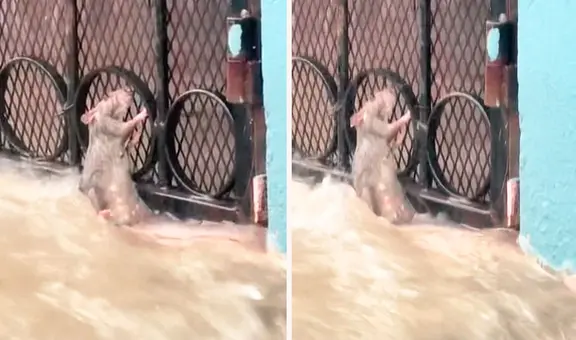 Desesperada rata hace llorar a miles al aferrarse a una reja para no ser arrastrada por el desborde de río