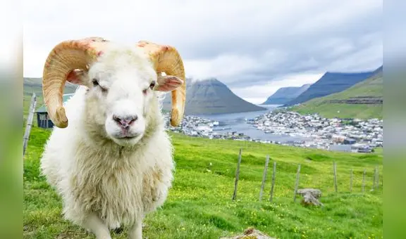 Este país de Europa cuenta con más ovejas que ciudadanos: supera en 30 mil a la cantidad de personas que lo habitan