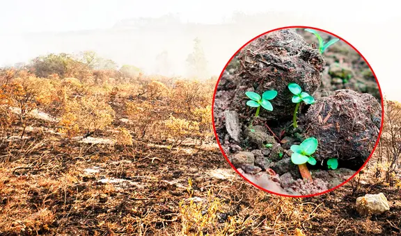 Perú adoptará innovadora técnica de Egipto para reforestar zonas afectadas por incendios forestales