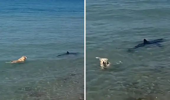 Perrito se lanzó al mar para morderle la cola a tiburón y escena es viral: ¡No, Firulais!”