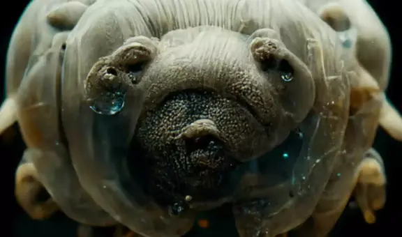 Científicos recogen un animal de una playa en Brasil y descubren que es inmune a los microplásticos