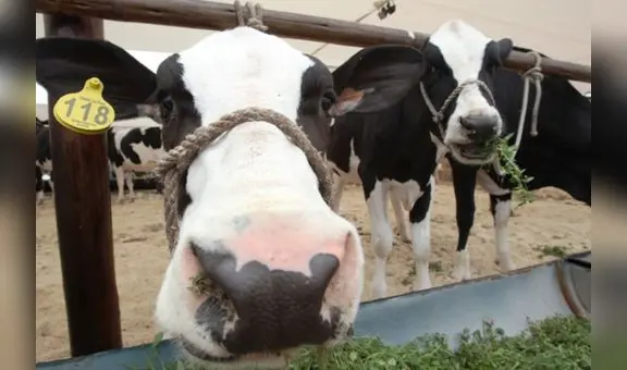 Ganaderos del Perú piden mayor apoyo al Midagri para impulsar compra de leche a las mypes