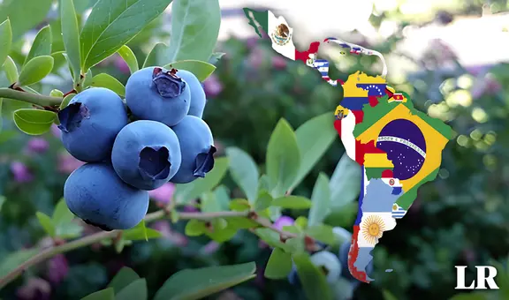 Conoce al impresionante oro azul, una de las frutas más ricas en antioxidantes que podría romper récord en exportación en Perú