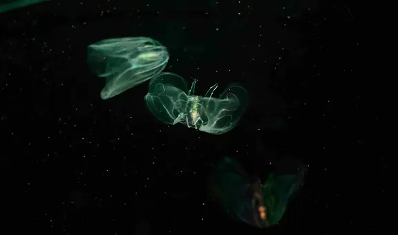 Científicos descubren que un animal se fusiona con otro para seguir viviendo tras resultar herido