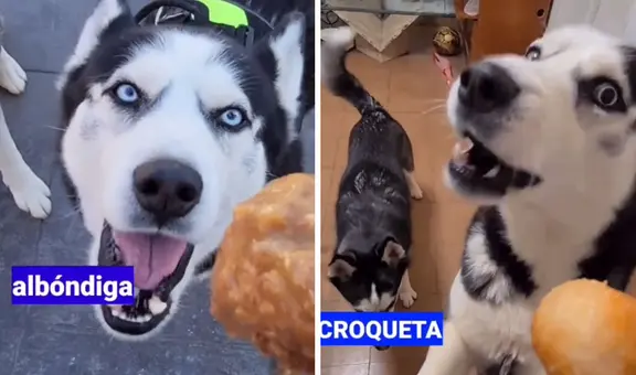 Perro sorprende al 'hablar' como una persona y es toda una sensación en TikTok