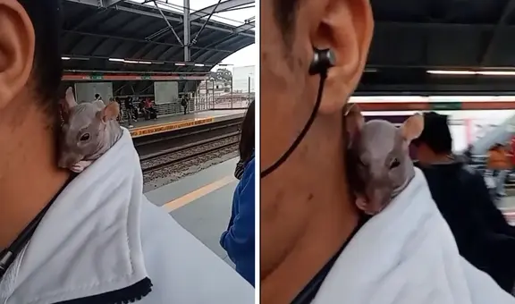 Peruano se pasea con su RATA ‘egipicia’ en el Metro de Lima y es furor en redes: “No paga pasaje”