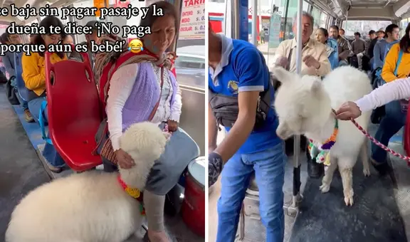 Cobrador intentó pedir doble pasaje por alpaquita y dueña le dice: “No paga, es bebé”
