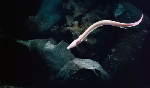 Científicos descubren un animal que puede estar 11 años sin moverse ni comer: viven hasta 58 años