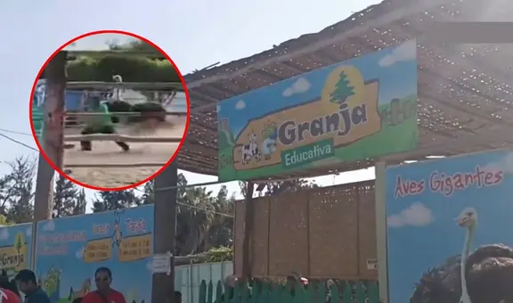 Chimbote: avestruz atacó a picotazos a trabajador de granja cuando realizaba limpieza