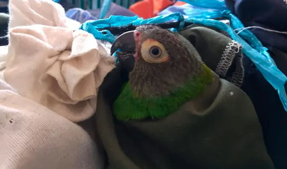 Serfor incauta más de 70 loros hacinados en interior de bus interprovincial de Jaén con destino a Lima