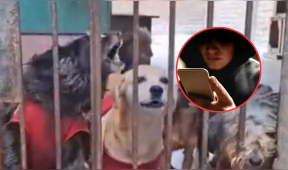 Envenenan a perritos en Carabayllo luego de que albergue se negara a pagar cupo: un can murió