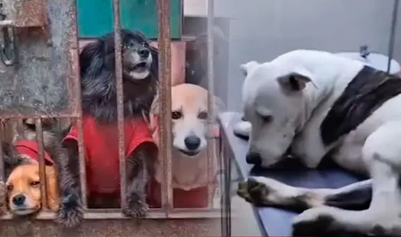 Extorsionadores envenenan a perritos de albergue en Carabayllo y amenazan a dueños que le pasarán "cosas peores"