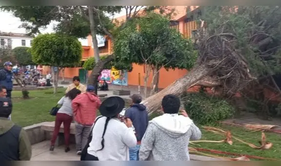 Ayacucho: Árbol se cae a causa de vientos huracanados y casi mata a más de 20 vendedores ambulantes