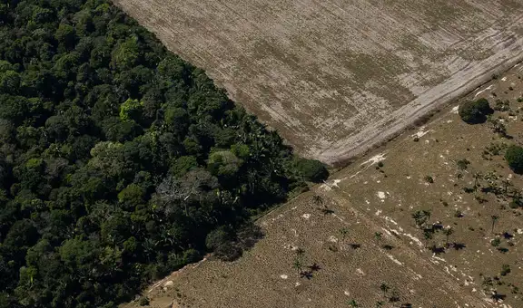 Crisis ambiental: más de un tercio de todas las especies de árboles en el mundo están en peligro de extinción